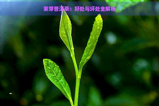 紫芽普洱茶：好处与坏处全解析