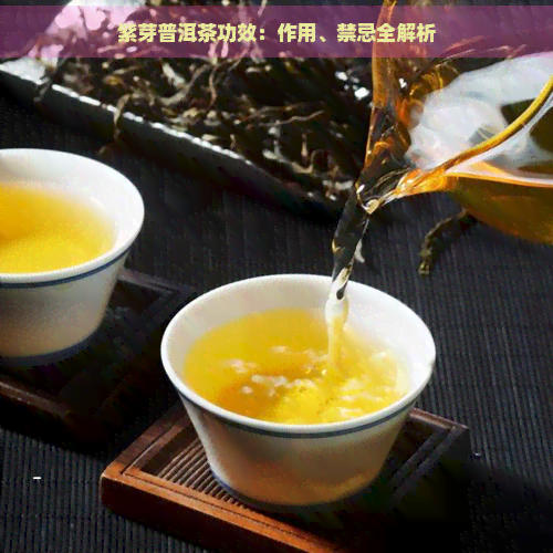 紫芽普洱茶功效：作用、禁忌全解析