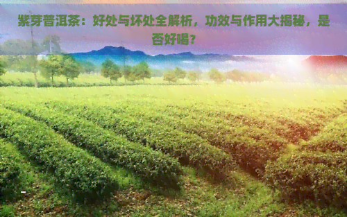 紫芽普洱茶：好处与坏处全解析，功效与作用大揭秘，是否好喝？