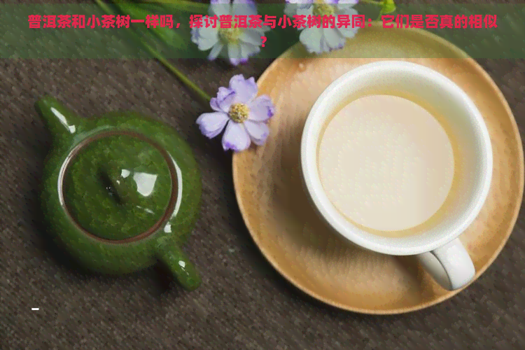 普洱茶和小茶树一样吗，探讨普洱茶与小茶树的异同：它们是否真的相似？