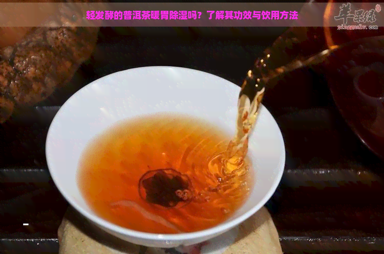 轻发酵的普洱茶暖胃除湿吗？了解其功效与饮用方法