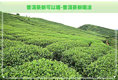 普洱茶新可以喝-普洱茶新喝法