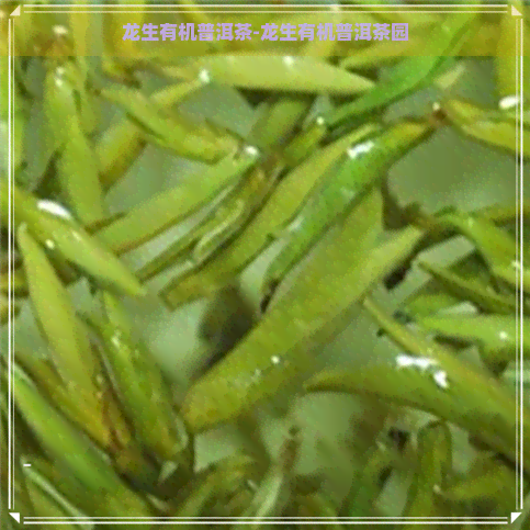 龙生有机普洱茶-龙生有机普洱茶园