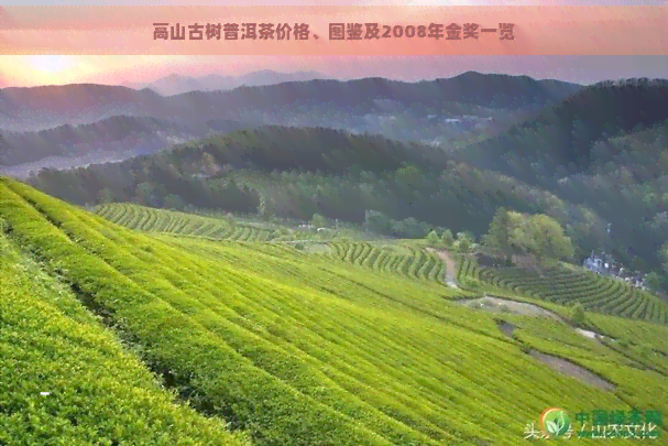 高山古树普洱茶价格、图鉴及2008年金奖一览