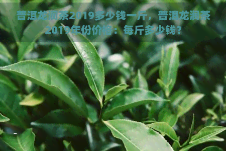 普洱龙润茶2019多少钱一斤，普洱龙润茶2019年份价格：每斤多少钱？