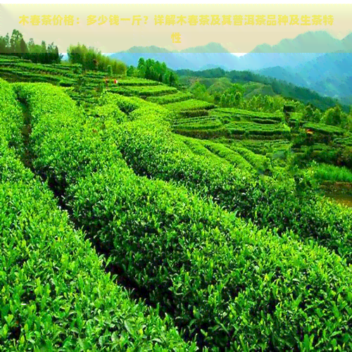 木春茶价格：多少钱一斤？详解木春茶及其普洱茶品种及生茶特性