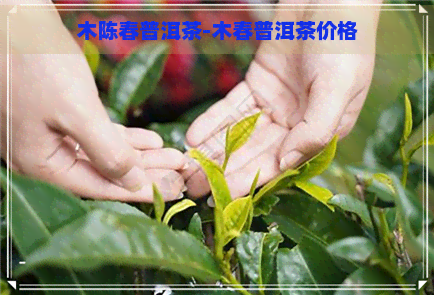 木陈春普洱茶-木春普洱茶价格