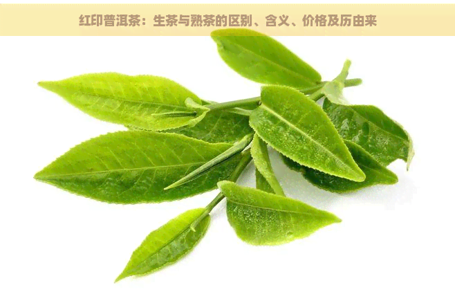 红印普洱茶：生茶与熟茶的区别、含义、价格及历由来