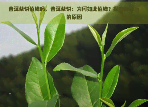 普洱茶饼值钱吗，普洱茶饼：为何如此值钱？探究其背后的原因