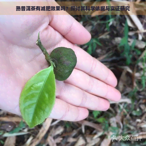 熟普洱茶有减肥效果吗？探讨其科学依据与实证研究