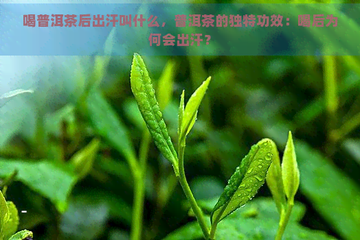 喝普洱茶后出汗叫什么，普洱茶的独特功效：喝后为何会出汗？