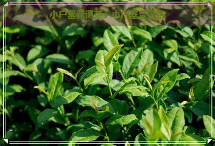 小户塞普洱茶s-小户塞普洱茶