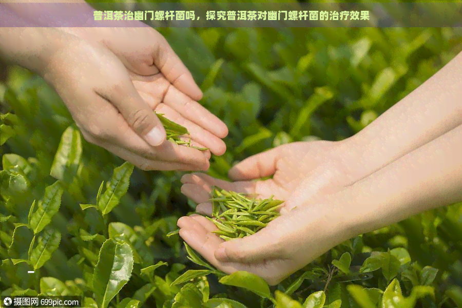 普洱茶治幽门螺杆菌吗，探究普洱茶对幽门螺杆菌的治疗效果