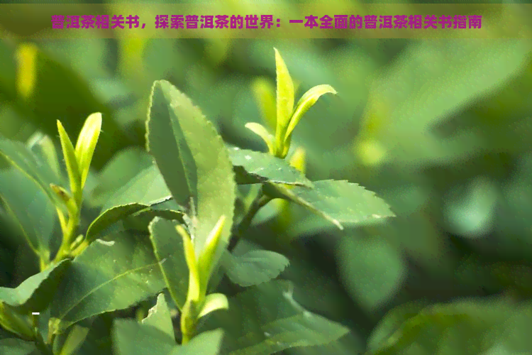 普洱茶相关书，探索普洱茶的世界：一本全面的普洱茶相关书指南