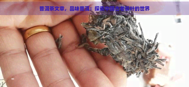 普洱茶文章，品味普洱：探索中国古老茶叶的世界