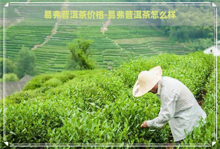 易弗普洱茶价格-易弗普洱茶怎么样