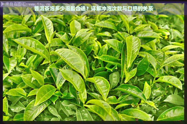 普洱茶泡多少泡最合适？详解冲泡次数与口感的关系