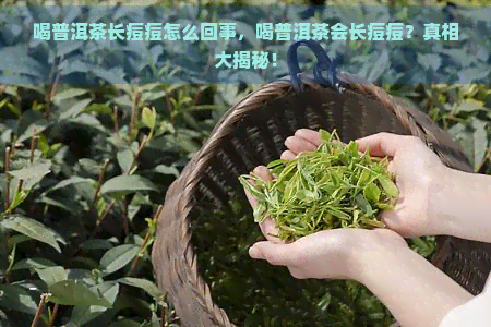 喝普洱茶长痘痘怎么回事，喝普洱茶会长痘痘？真相大揭秘！