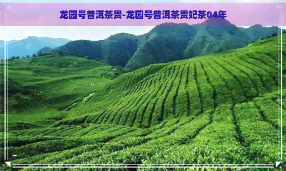 龙园号普洱茶贵-龙园号普洱茶贵妃茶04年