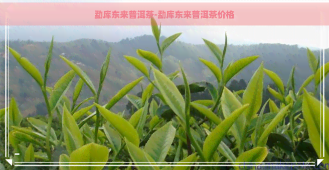 勐库东来普洱茶-勐库东来普洱茶价格