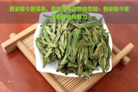 西安福今普洱茶，品味历与自然的交融：西安福今普洱茶的独特魅力