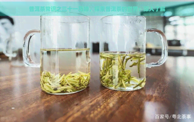 普洱茶常识之三十一马蹄，探索普洱茶的世界：深入了解