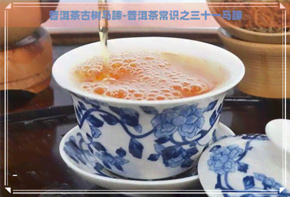 普洱茶古树马蹄-普洱茶常识之三十一马蹄