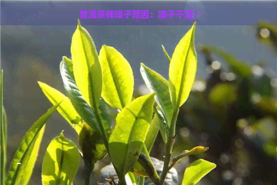 普洱茶辣嗓子原因：嗓子干涩？