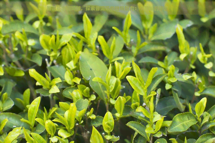 普洱茶小圆球叫，探索普洱茶的独特魅力：小圆球的秘密