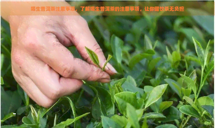 喝生普洱茶注意事项，了解喝生普洱茶的注意事项，让你健饮茶无负担