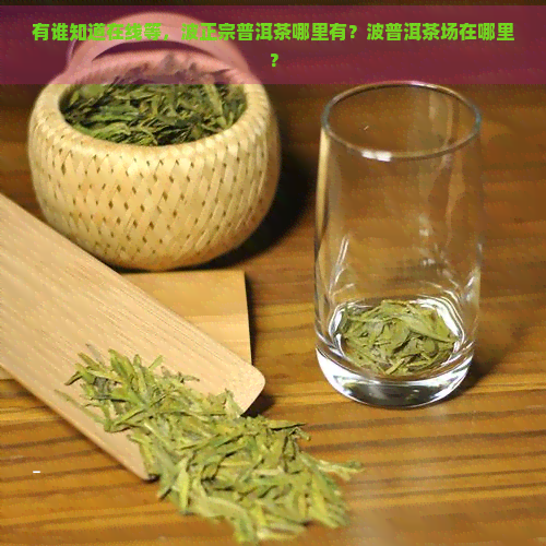 有谁知道在线等，波正宗普洱茶哪里有？波普洱茶场在哪里？