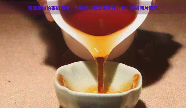 普洱茶做的茶树图片，欣独特的普洱茶制作过程：茶树图片展示