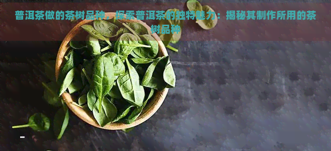 普洱茶做的茶树品种，探索普洱茶的独特魅力：揭秘其制作所用的茶树品种