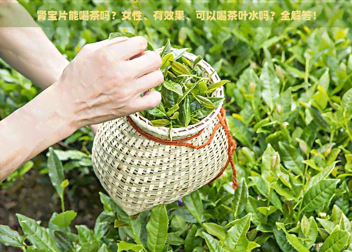 肾宝片能喝茶吗？女性、有效果、可以喝茶叶水吗？全解答！