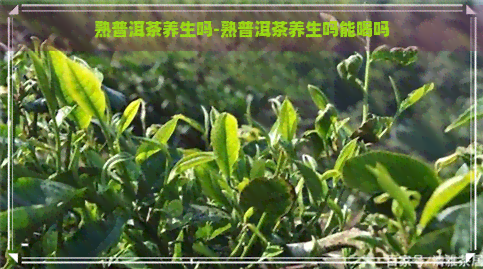 熟普洱茶养生吗-熟普洱茶养生吗能喝吗