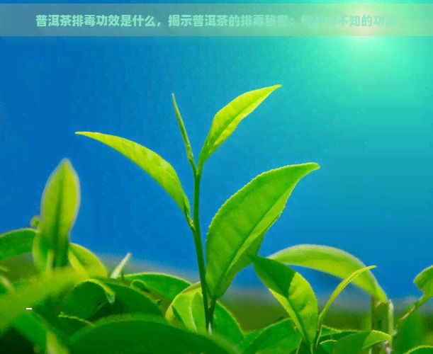 普洱茶排功效是什么，揭示普洱茶的排秘密：你不可不知的功效