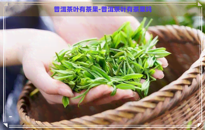 普洱茶叶有茶果-普洱茶叶有茶果吗