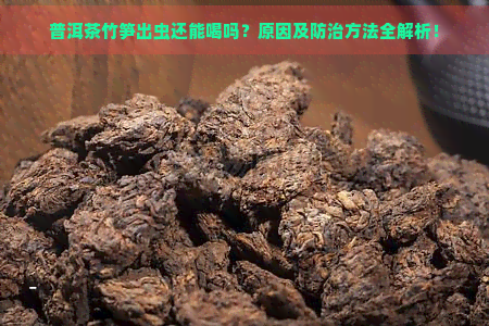 普洱茶竹笋出虫还能喝吗？原因及防治方法全解析！