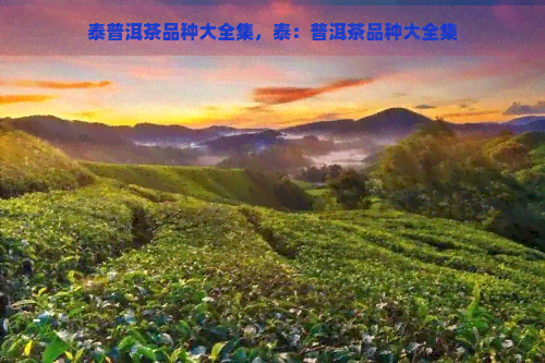 泰普洱茶品种大全集，泰：普洱茶品种大全集