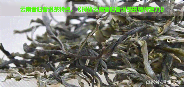 云南昔归普洱茶特点，《探秘云南昔归普洱茶的独特魅力》