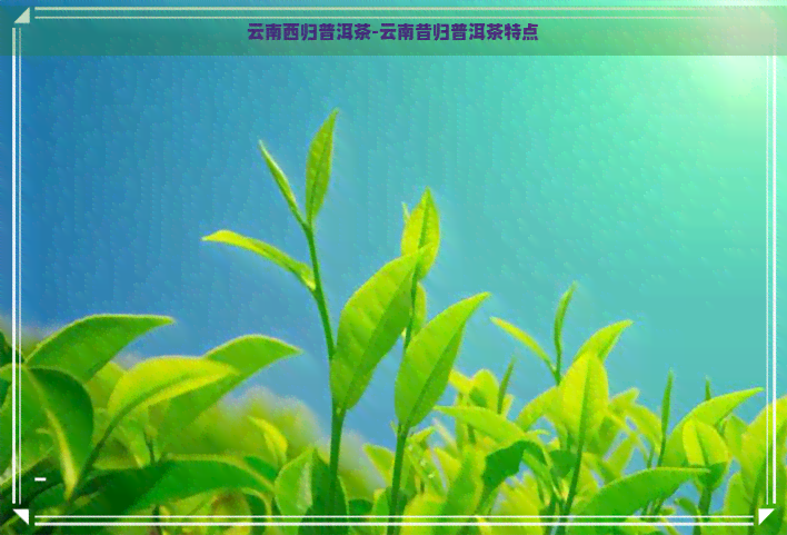 云南西归普洱茶-云南昔归普洱茶特点