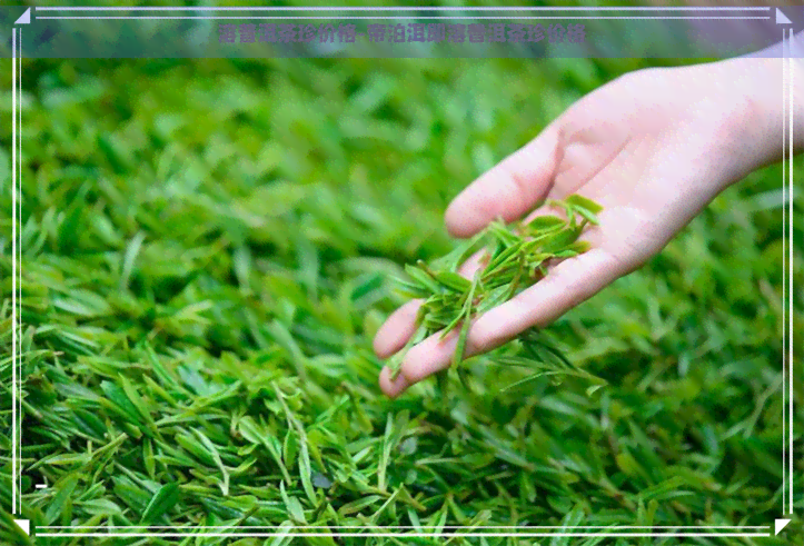 溶普洱茶珍价格-帝泊洱即溶普洱茶珍价格