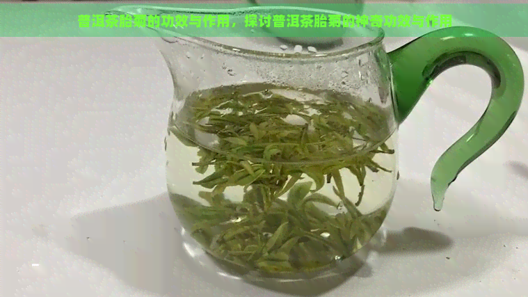 普洱茶胎菊的功效与作用，探讨普洱茶胎菊的神奇功效与作用