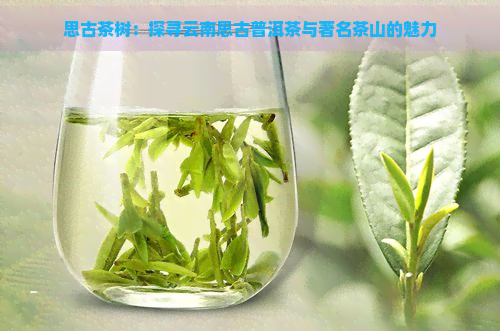 思古茶树：探寻云南思古普洱茶与著名茶山的魅力