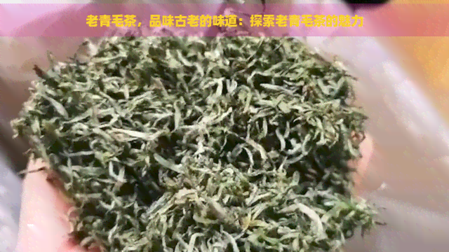 老青毛茶，品味古老的味道：探索老青毛茶的魅力