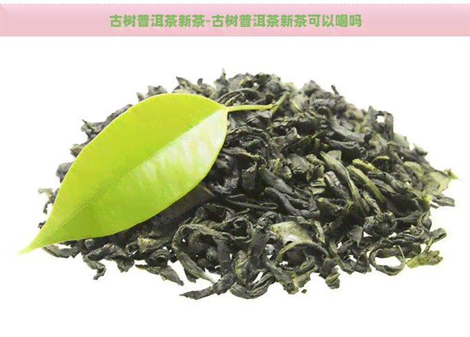 古树普洱茶新茶-古树普洱茶新茶可以喝吗