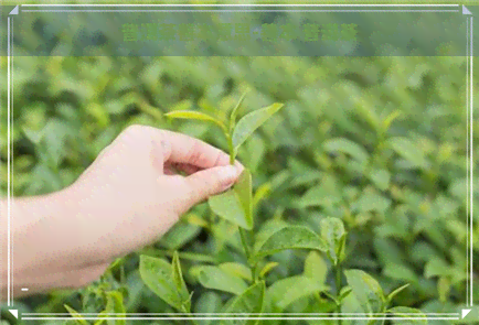 普洱茶善本意思-善本 普洱茶