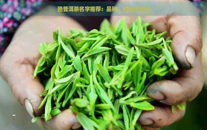 熟普洱茶名字推荐：品种、茶语全解析