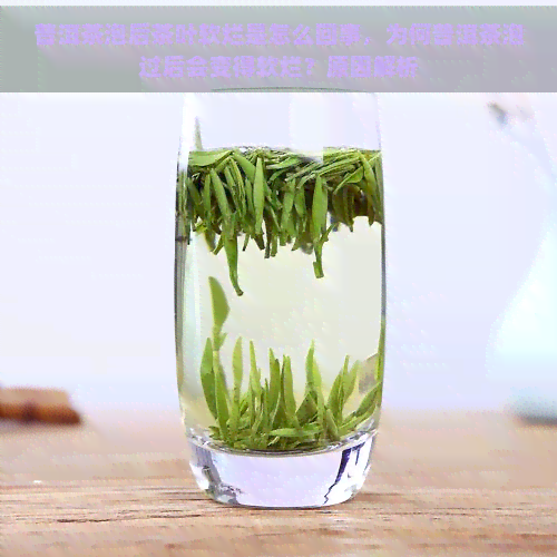 普洱茶泡后茶叶软烂是怎么回事，为何普洱茶泡过后会变得软烂？原因解析