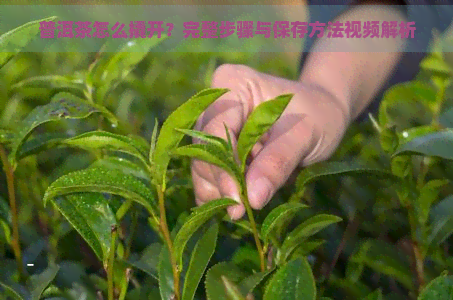 普洱茶怎么撬开？完整步骤与保存方法视频解析